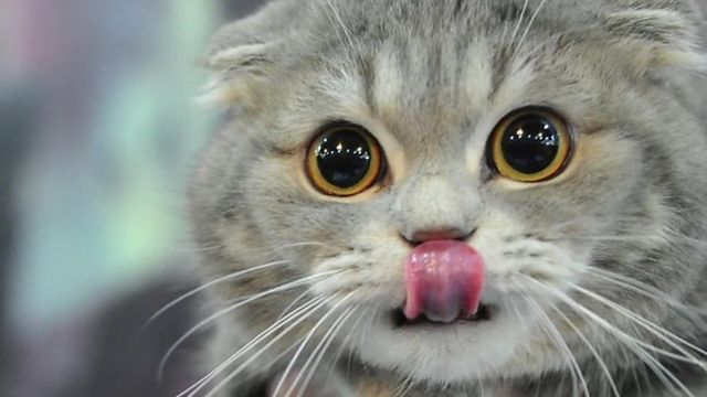 Cat picture for slide 1